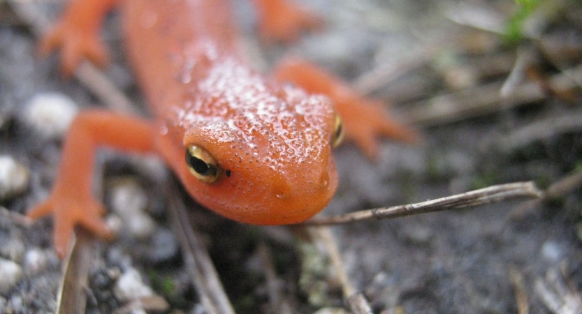 An orange lizard with yellow and black eyes rests on some twigs